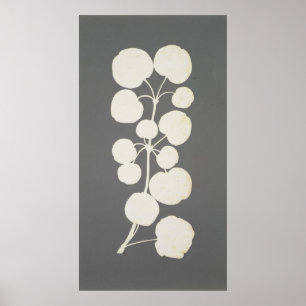 Affiches Poivre de Cayenne