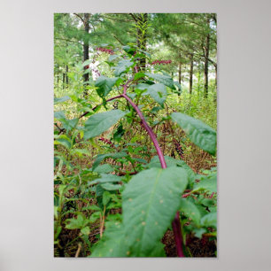 Affiches Pokeweed