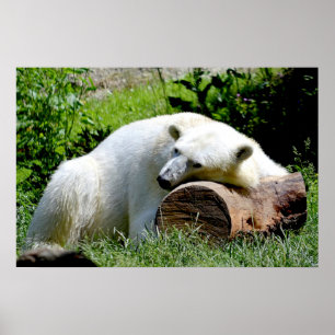 Affiches Polar Bear
