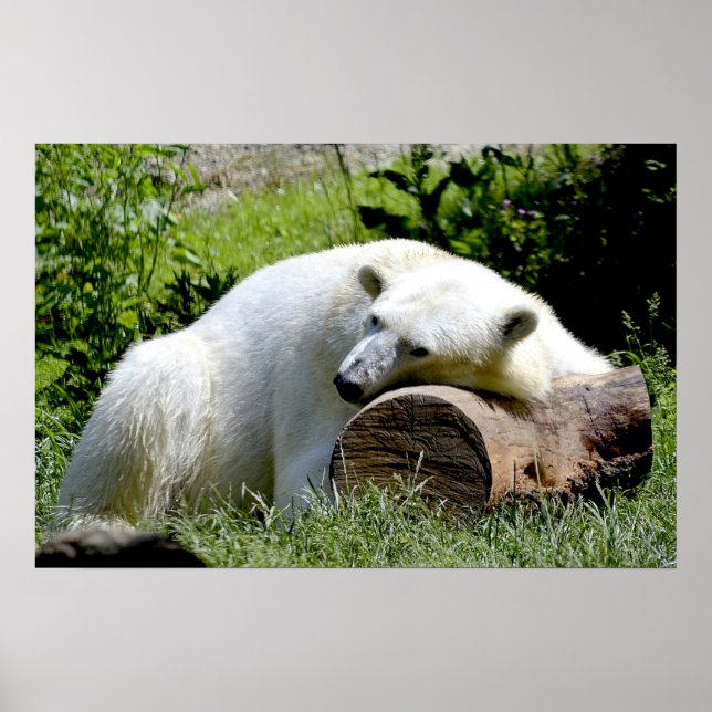 Affiches Polar Bear (Devant)