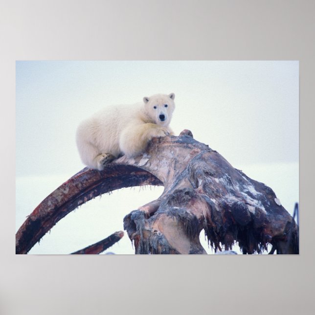 Affiches Polar bear on top of a bowhead whale jaw bone, (Devant)