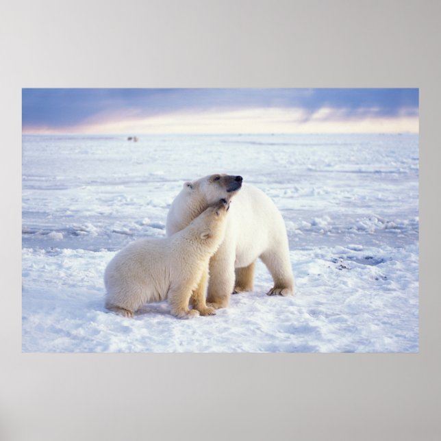 Affiches Polar bear sow with cub, pack (Devant)