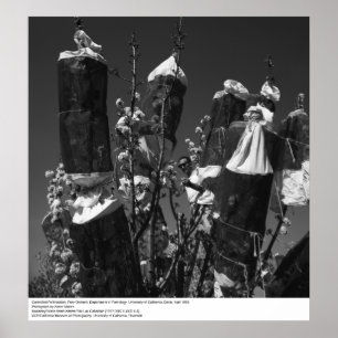 Affiches Pollinisation contrôlée, Pear Orchard, UCD, 1966