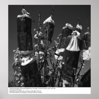 Affiches Pollinisation contrôlée, Pear Orchard, UCD, 1966