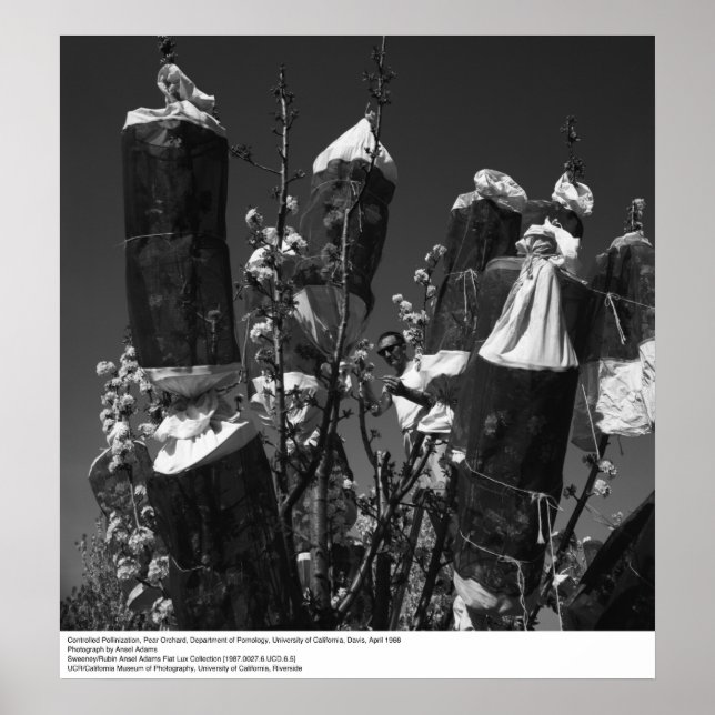 Affiches Pollinisation contrôlée, Pear Orchard, UCD, 1966 (Devant)