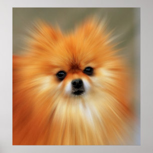 Affiches Pomeranian