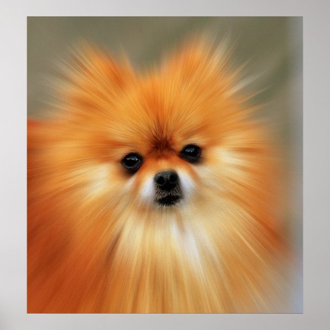 Affiches Pomeranian (Devant)