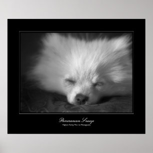 Affiches Pomeranian Snooze, Fine Art gallery-style