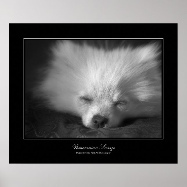 Affiches Pomeranian Snooze, Fine Art gallery-style (Devant)