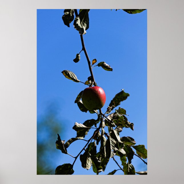 Affiches Pomme rouge sur branche (Devant)