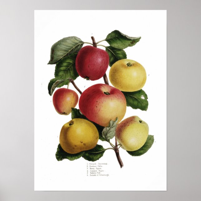Affiches Pommes (Devant)