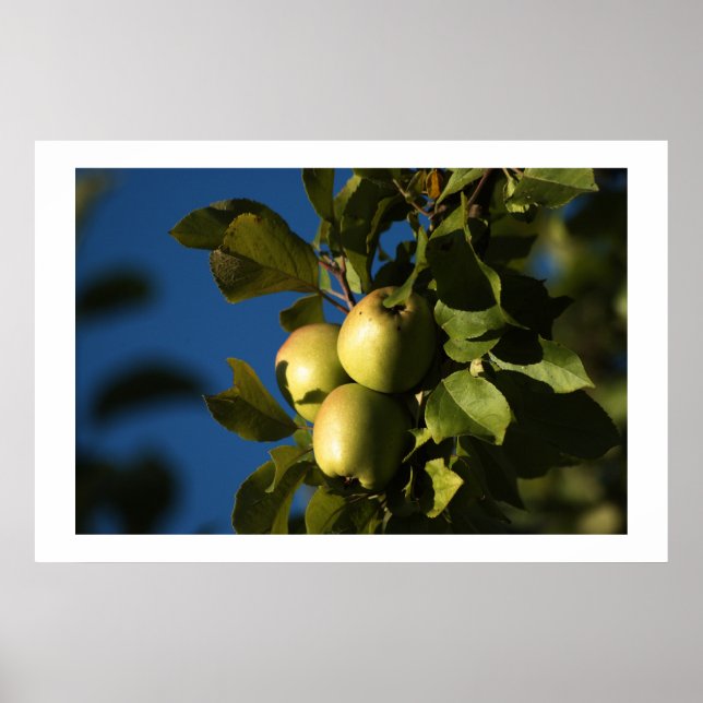 Affiches Pommes (Devant)