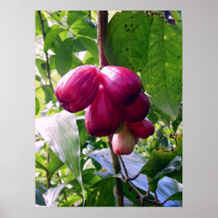 Affiches Pommes de montagne