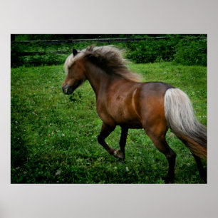Affiches Poney de Shetland 2