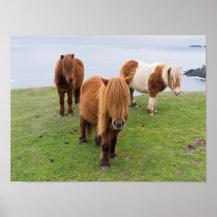 Affiches Poney Shetland sur le pâturage près de hautes fala