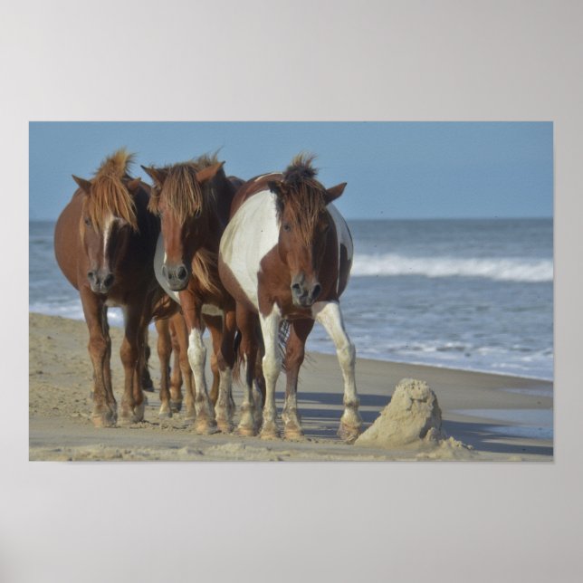 Affiches Ponies sauvages de Chincoteague, plage d'Assateagu (Devant)