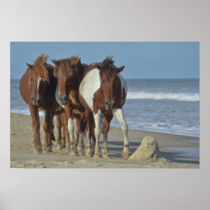 Affiches Ponies sauvages de Chincoteague, plage d'Assateagu