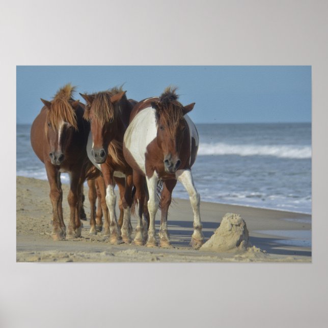 Affiches Ponies sauvages de Chincoteague, plage d'Assateagu (Devant)