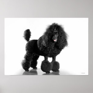 Affiches Poodle noir découpé