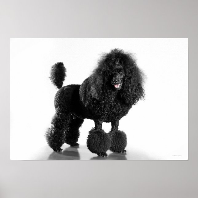 Affiches Poodle noir découpé (Devant)