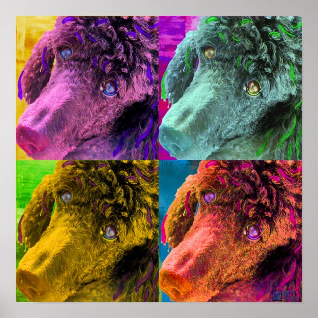 Affiches Poodle Pop Art Style coloré (Devant)