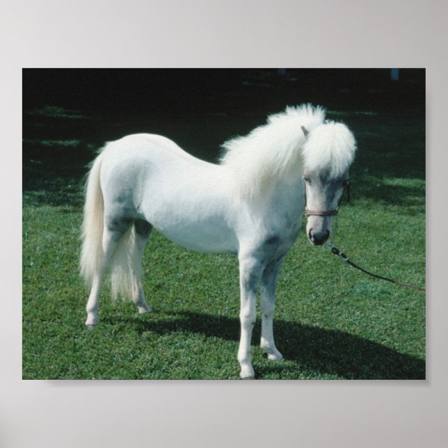 Affiches Poofy White Pony (Devant)