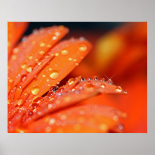 Affiches Pop orange