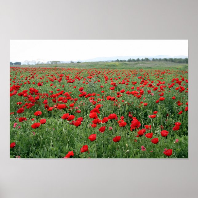 Affiches Popfield nature paysage fleurs rouges  (Devant)