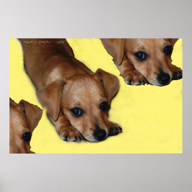 AFFICHES POPNOSE (Devant)