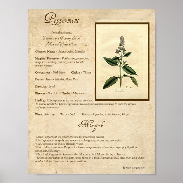 AFFICHES POPPERMINT MAGICK HERB (Devant)