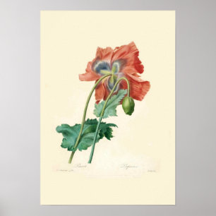 Affiches Poppies