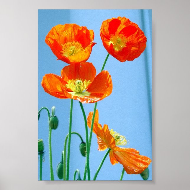Affiches Poppies (Devant)