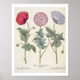 Affiches Poppies : 1. Papaver multiplex albumoris rubicundi