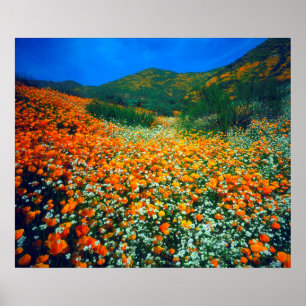 Affiches Poppies de Californie et fleurs sauvages de maïs