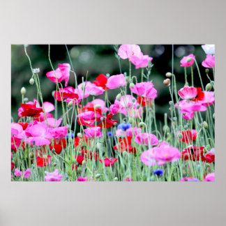 Affiches Poppies rouges et roses
