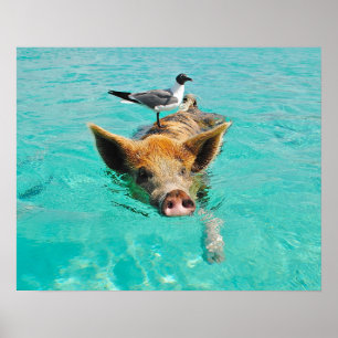 Affiches Porc de natation avec un passager