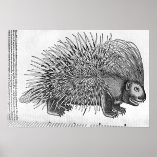 Affiches Porc-épic, de 'Historia Animalium
