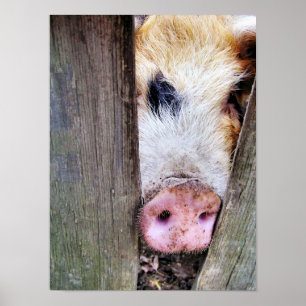 AFFICHES PORCS