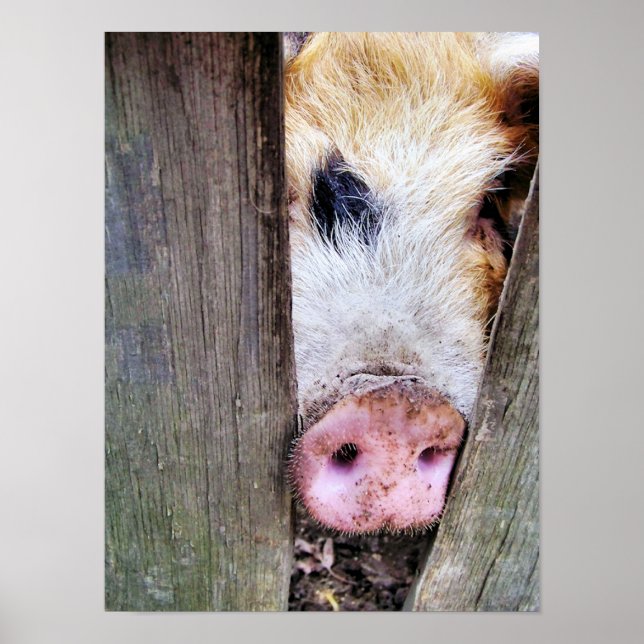 AFFICHES PORCS (Devant)