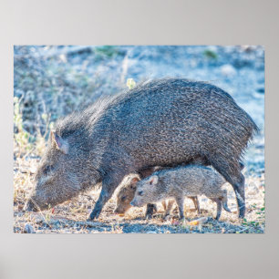 Affiches Porcs et mère de Javelina de bébé dans le Texas du