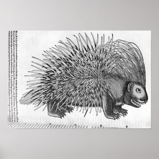 Affiches Porcupine, de "Historia Animalium" (Devant)