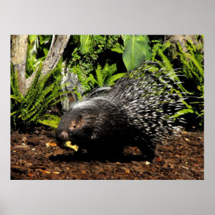 Affiches Porcupine feeding