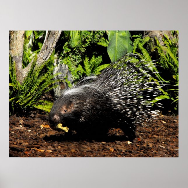 Affiches Porcupine feeding (Devant)