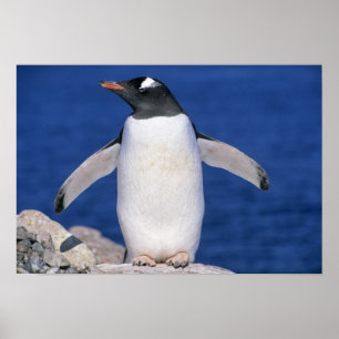 Affiches Port Gentoo Penguin Pygoscelis papua)