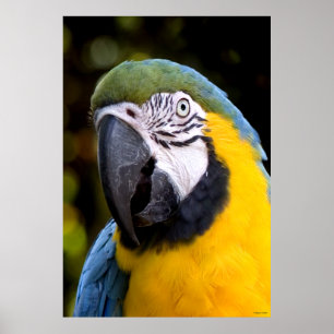 Affiches Portrait amazonien de perroquet
