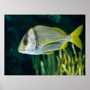 Affiches Portrait atlantique de Porkfish