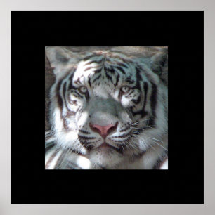 Affiches Portrait blanc bordure en tigre