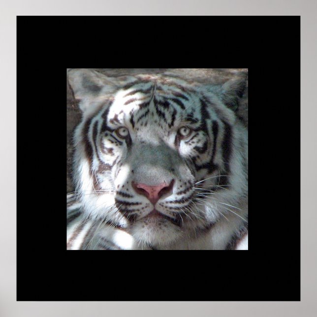 Affiches Portrait blanc bordure en tigre (Devant)