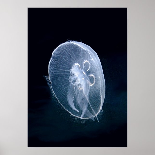 Affiches Portrait bleu translucide brillant (Devant)