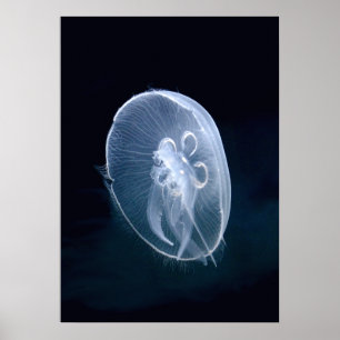 Affiches Portrait bleu translucide brillant